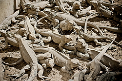 ������ � ��������. ��������� �������, �����, ������������� ����������, �����-����. 