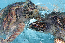 ������� �������� � �������� ��������. ��������� �������, �����, ������������� ����������, �����-����. 