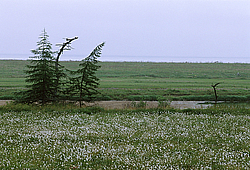 ����������� ��������