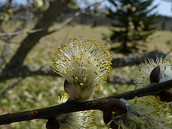 �������� ��� (Salix sp.), �-� �������, ���������� ����������, ������ �����������