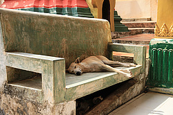 ����, �����