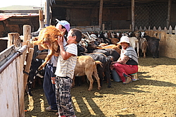 ��������, ������� �����