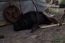 ��������, ���������� ��� (��������� ����� ����)