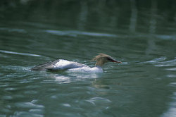 ���������� ������� (Mergus squamatus) ����� ��������