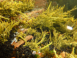 �������� �������, ��������� ������ ����. ��� ���-�������. ������ ��� �����. �� �������� ��������, ���������� �������