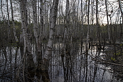 ���� ���, ��������� �������. �������� ����� �� ����. �������������