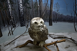 ���� ���, ��������� �������. �������� ����� �� ����. ������, ��������� � ����������� ����