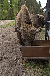 ���� ���, ��������� �������. �������� ����� �� ����. �����