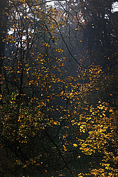 ������� �������, ������� ������ ������