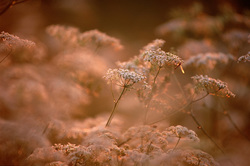 ����� �� ��������� �������� (Tipulidae). ������������ �������, ������.