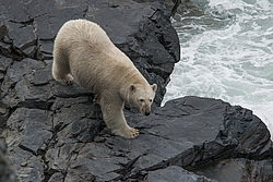 ����� ������� (Ursus maritimus) ��� ������, �������, ������