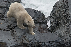 ����� ������� (Ursus maritimus) ��� ������, �������, ������