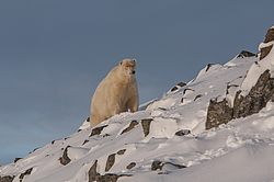 ����� ������� (Ursus maritimus) ��� ������, �������, ������
