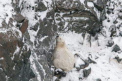 ����� ������� (Ursus maritimus) ��� ������, �������, ������