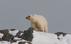 ����� ������� (Ursus maritimus) ��� ������, �������, ������