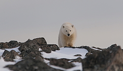 ����� ������� (Ursus maritimus) ��� ������, �������, ������