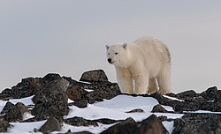 ����� ������� (Ursus maritimus) ��� ������, �������, ������