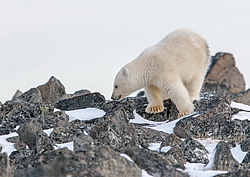 ����� ������� (Ursus maritimus) ��� ������, �������, ������