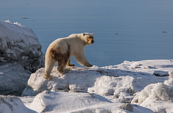 ����� ������� (Ursus maritimus) ��� ������, �������, ������