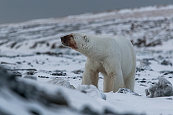 ����� ������� (Ursus maritimus) ��� ������, �������, ������