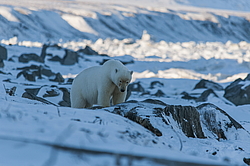 ����� ������� (Ursus maritimus) ��� ������, �������, ������