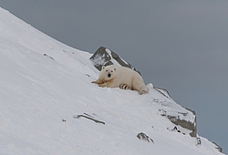 ����� ������� (Ursus maritimus) ��� ������, �������, ������