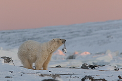 ����� ������� (Ursus maritimus) ��� ������, �������, ������