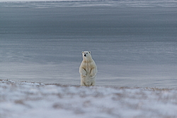 ����� ������� (Ursus maritimus) ��� ������, �������, ������