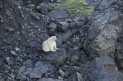 ����� ������� (Ursus maritimus) ��� ������, �������, ������