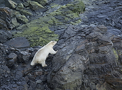 ����� ������� (Ursus maritimus) ��� ������, �������, ������