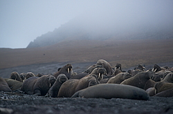 ����� (Odobenus rosmarus) �� �������. ��� �����������, �������, ������