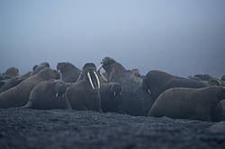 ����� (Odobenus rosmarus) �� �������. ��� �����������, �������, ������