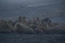 ����� (Odobenus rosmarus) �� �������. ��� �����������, �������, ������
