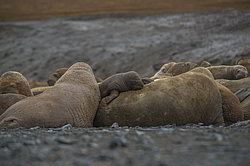����� (Odobenus rosmarus) �� �������. ��� �����������, �������, ������