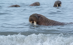 ����� (Odobenus rosmarus) �� �������. ��� �����������, �������, ������