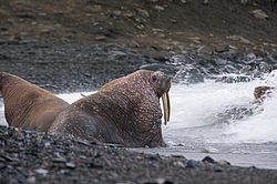 ����� (Odobenus rosmarus) �� �������. ��� �����������, �������, ������