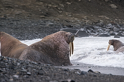 ����� (Odobenus rosmarus) �� �������. ��� �����������, �������, ������