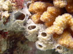 �������, ���������� ���� ����-���������� ����