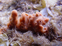 �������, ���������� ���� ����-���������� ����