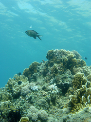 �������, ���������� ���� ����-���������� ����