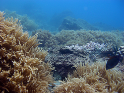 �������, ���������� ���� ����-���������� ����