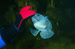 ������� - Anarhichas lupus (����� ����, ������)