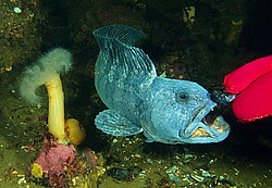 ������� - Anarhichas lupus (����� ����, ������)