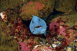 ������� - Anarhichas lupus (����� ����, ������)