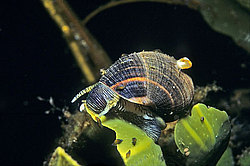 ������� - Littorina littorea ( ������������� �����, ����� ����)