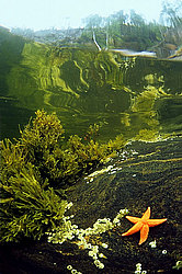 ������� ������ - Asterias rubens ( ������������� �����, ��