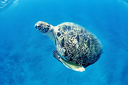 ������ �������� (Chelonia mydas) ������� ����, ������