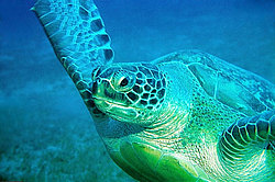 ������ �������� (Chelonia mydas) ������� ����, ������