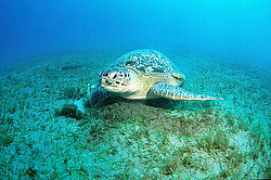 ������ �������� (Chelonia mydas) ������� ����, ������