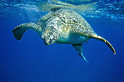 ������ �������� (Chelonia mydas) ������� ����, ������